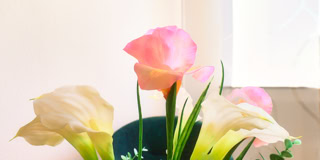 Ein Strau&szlig; aus rosa und cremefarbenen Calla-Lilien in einer Vase vor einem Fenster.