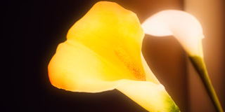 Zwei Calla-Lilien, eine gelb und eine wei&szlig;, vor einem dunklen Hintergrund.